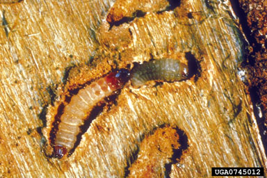 checkered beetle (Thanasimus dubius ) on southern pine beetle (Dendroctonus frontalis ) - 0745012