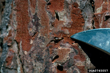 southern pine beetle, Dendroctonus frontalis  (Coleoptera: Curculionidae) - 0745057