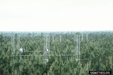 misc. forestry picture,    - 0745100