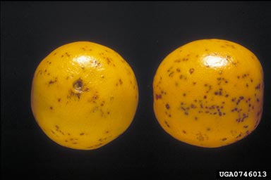 citrus black spot (Guignardia citricarpa ) on orange (Citrus x sinensis ) - 0746013