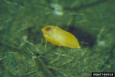 sweetpotato whitefly, Bemisia tabaci  (Hemiptera: Aleyrodidae) - 0746016
