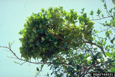 lime witches’ broom phytoplasma (Candidatus Phytoplasma aurantifolia ) on lime (Citrus x aurantiifolia ) - 0746031