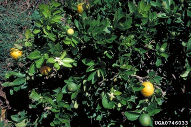 stubborn, little leaf (Spiroplasma citri ) on orange (Citrus x sinensis ) - 0746033