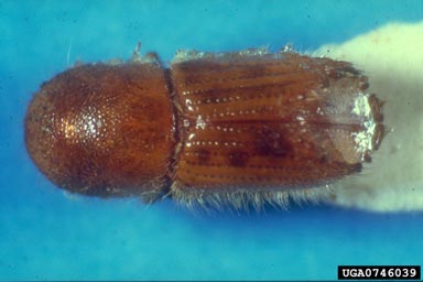 six-spined engraver beetle, Ips sexdentatus  (Coleoptera: Curculionidae) - 0746039