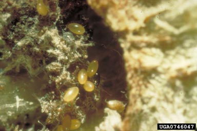 Grapevine phylloxera, vine louse, Phylloxera vitifoliae  (Hemiptera: Phylloxeridae) - 0746047