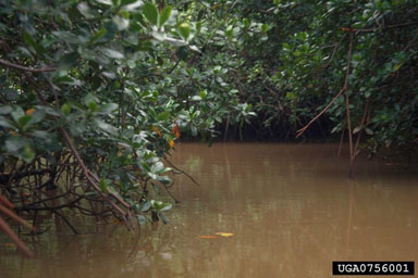 riverine mangrove ecosystem,    - 0756001