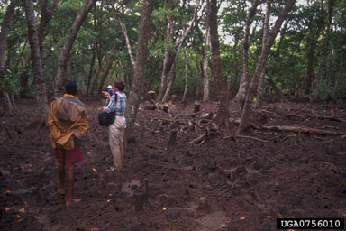 riverine mangrove ecosystem,    - 0756010