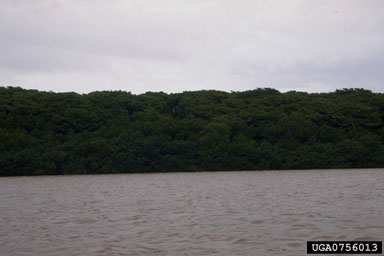 riverine mangrove ecosystem,    - 0756013