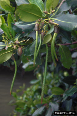 red mangrove, Rhizophora stylosa  (Rhizophorales: Rhizophoraceae) - 0756016