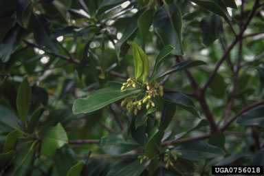 red mangrove, Rhizophora stylosa  (Rhizophorales: Rhizophoraceae) - 0756018
