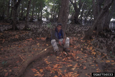 riverine mangrove ecosystem,    - 0756033