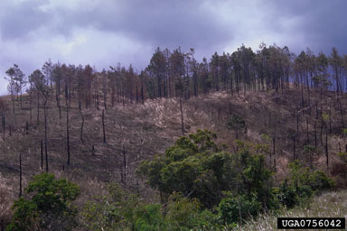 fire on pine (Pinus spp. ) - 0756042