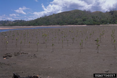 red mangrove, Rhizophora stylosa  (Rhizophorales: Rhizophoraceae) - 0756057
