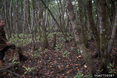 riverine mangrove ecosystem,    - 0756087