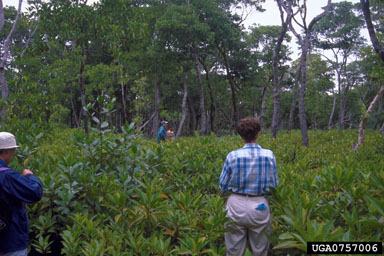 riverine mangrove ecosystem,    - 0757006