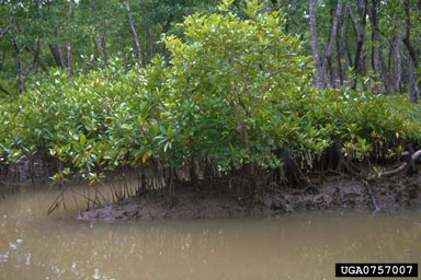 riverine mangrove ecosystem,    - 0757007