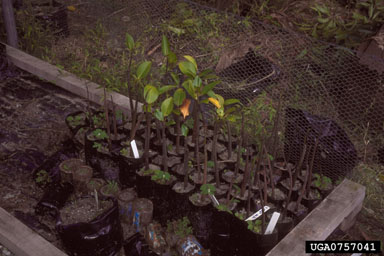 red mangrove, Rhizophora stylosa  (Rhizophorales: Rhizophoraceae) - 0757041