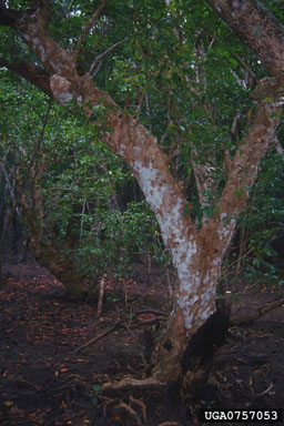 riverine mangrove ecosystem,    - 0757053