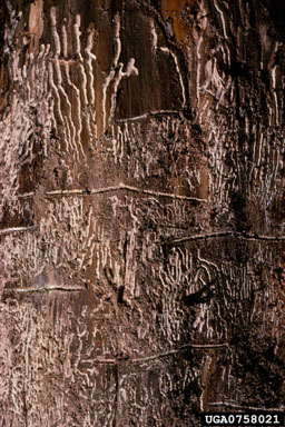 fir engraver (Scolytus ventralis ) on grand fir (Abies grandis ) - 0758021