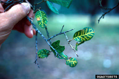 oak wilt (Ceratocystis fagacearum ) on Texas live oak (Quercus fusiformis ) - 0758075
