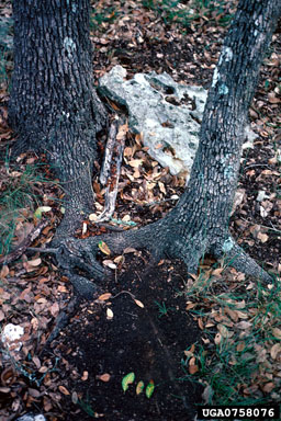 oak wilt (Ceratocystis fagacearum ) on Texas live oak (Quercus fusiformis ) - 0758076