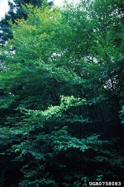 beech scale (Cryptococcus fagisuga ) on American beech (Fagus grandifolia ) - 0758083