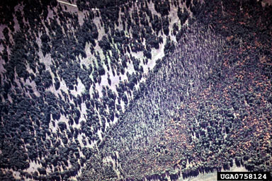 mountain pine beetle (Dendroctonus ponderosae ) on ponderosa pine (Pinus ponderosa ) - 0758124