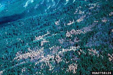 mountain pine beetle (Dendroctonus ponderosae ) on ponderosa pine (Pinus ponderosa ) - 0758126