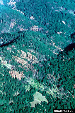 mountain pine beetle (Dendroctonus ponderosae ) on ponderosa pine (Pinus ponderosa ) - 0758128
