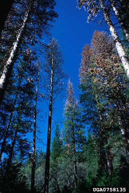 California fivespined ips (Ips paraconfusus ) on ponderosa pine (Pinus ponderosa ) - 0758135