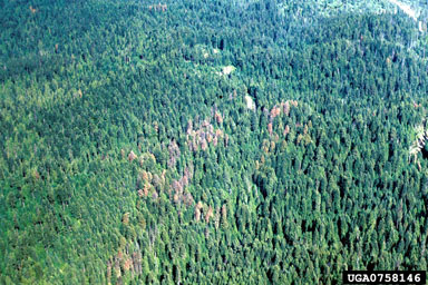 Douglas-fir beetle (Dendroctonus pseudotsugae ) on Douglas-fir (Pseudotsuga menziesii ) - 0758146