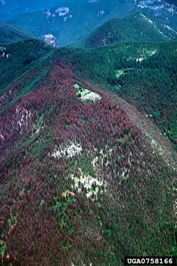 western spruce budworm (Choristoneura freemani ) on grand fir (Abies grandis ) - 0758166