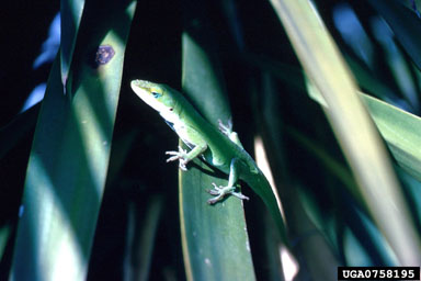 unknown chameleon,    (Squamata: Chamaeleonidae) - 0758195