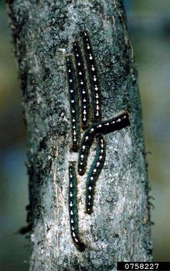 forest tent caterpillar (Malacosoma disstria ) on water tupelo (Nyssa aquatica ) - 0758227