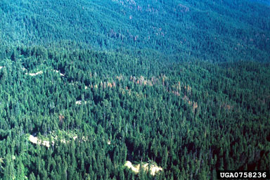 Douglas-fir beetle (Dendroctonus pseudotsugae ) on Douglas-fir (Pseudotsuga menziesii ) - 0758236