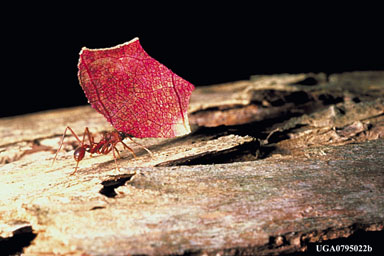 Texas leafcutting ant, Atta texana  (Hymenoptera: Formicidae) - 0795022