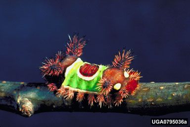 saddleback caterpillar, Acharia stimulea  (Lepidoptera: Limacodidae) - 0795036
