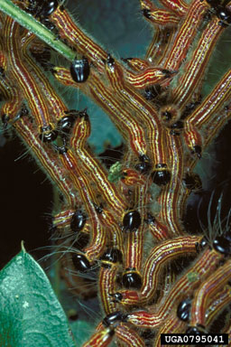 yellownecked caterpillar, Datana ministra  (Lepidoptera: Notodontidae) - 0795041