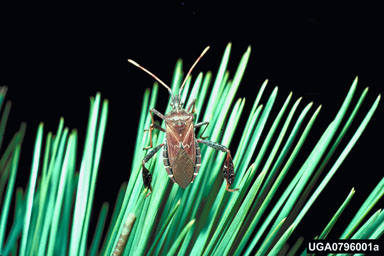 leaffooted pine seed bug, Leptoglossus corculus  (Hemiptera: Coreidae) - 0796001