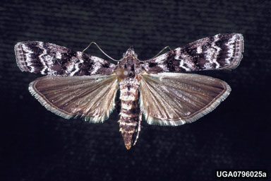 southern pine coneworm, Dioryctria amatella  (Lepidoptera: Pyralidae) - 0796025
