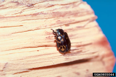 leaf beetles, Chrysomela spp.  (Coleoptera: Chrysomelidae) - 0805044