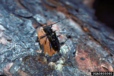 whitespotted sawyer, Monochamus scutellatus  (Coleoptera: Cerambycidae) - 0805060