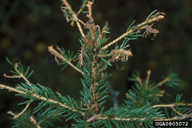 western spruce budworm (Choristoneura freemani ) on white spruce (Picea glauca ) - 0805072
