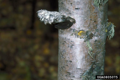 birch conk (Piptoporus betulinus ) on paper birch (Betula papyrifera ) - 0805075