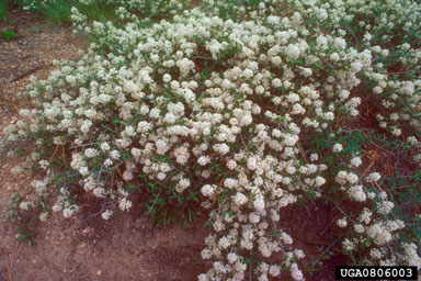 Fendler's ceanothus, Ceanothus fendleri  (Rhamnales: Rhamnaceae) - 0806003