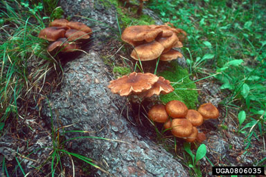 Armillaria root rot, Armillaria mellea  (Agaricales: Marasmiaceae) - 0806035
