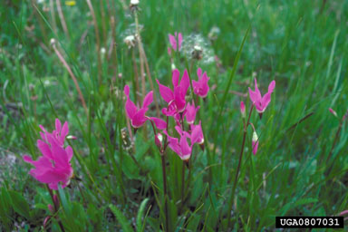 darkthroat shootingstar, Dodecatheon pulchellum  (Primulales: Primulaceae) - 0807031
