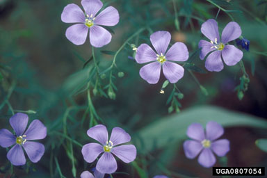 prairie flax, Linum lewisii  (Linales: Linaceae) - 0807054