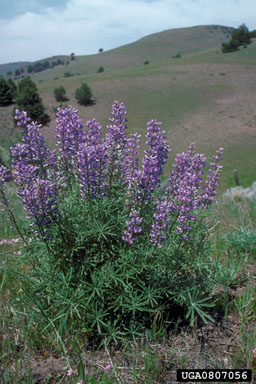 tailcup lupine, Lupinus caudatus  (Fabales: Fabaceae (Leguminosae)) - 0807056