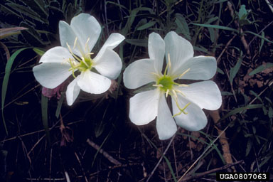 tufted evening-primrose, Oenothera cespitosa  (Myrtales: Onagraceae) - 0807063